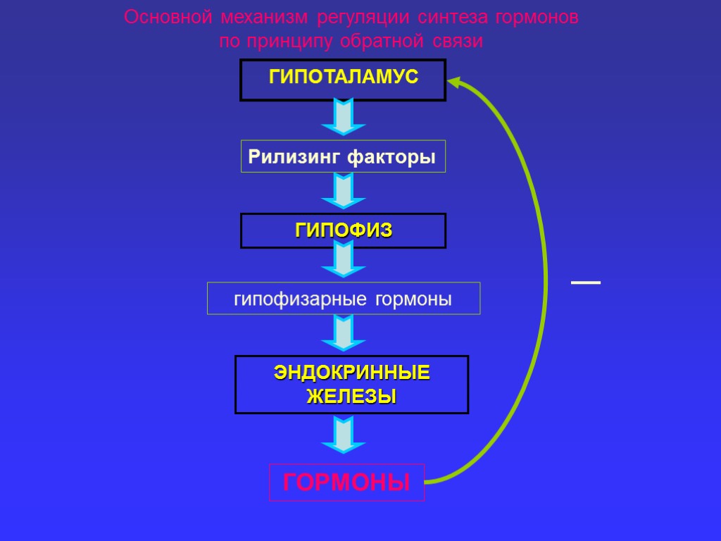 ГИПОТАЛАМУС Рилизинг факторы ГИПОФИЗ гипофизарные гормоны ЭНДОКРИННЫЕ ЖЕЛЕЗЫ ГОРМОНЫ Основной механизм регуляции синтеза гормонов